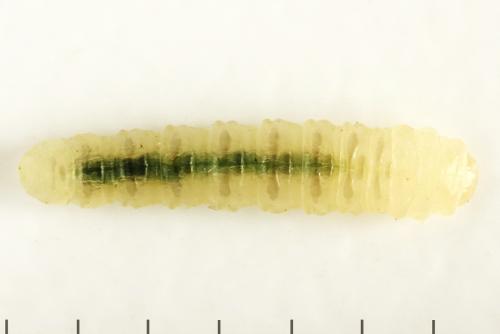 Fenusa ewaldi