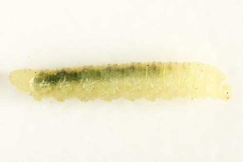 Fenusa ewaldi