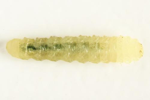 Fenusa ewaldi