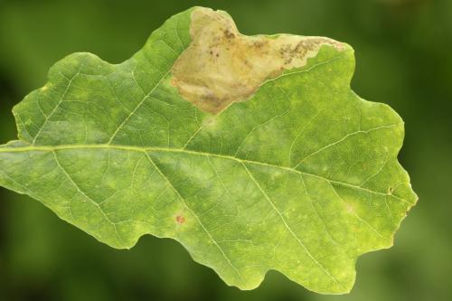 Profenusa pygmaea