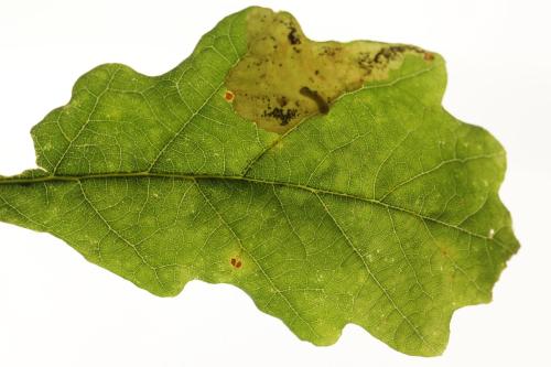 Profenusa pygmaea