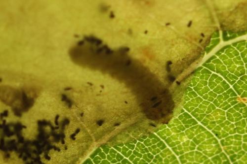 Profenusa pygmaea
