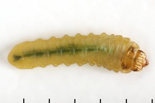 Profenusa pygmaea
