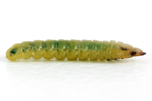 Profenusa pygmaea