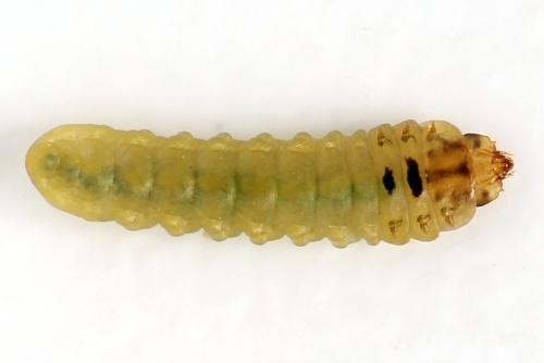 Profenusa pygmaea