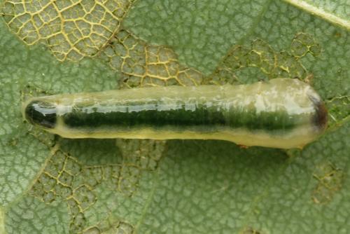 Caliroa annulipes