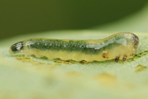 Réf. 320 822 : Caliroa annulipes