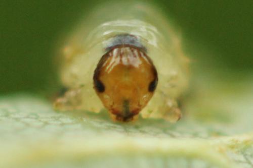 Caliroa annulipes