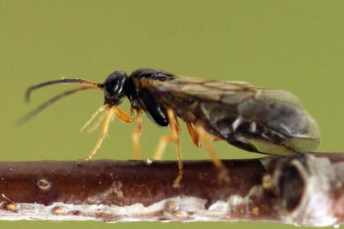 Réf. 320 501 : Platycampus luridiventris