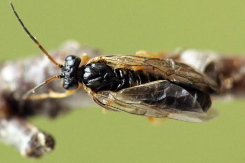 Réf. 320 502 : Platycampus luridiventris