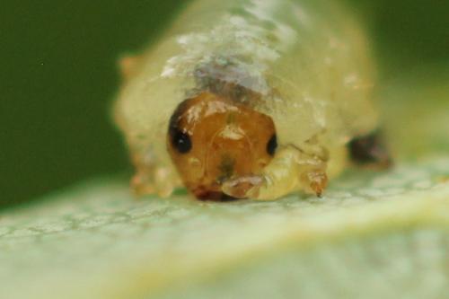 Caliroa annulipes