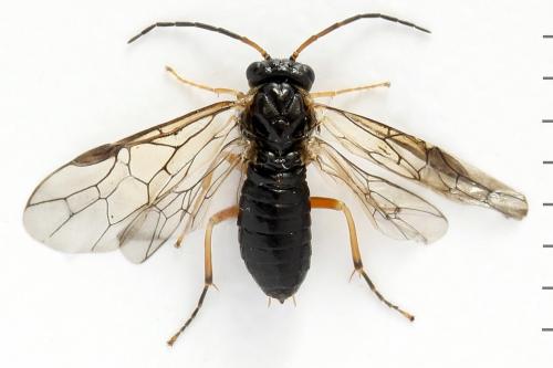 Réf. 320 503 : Platycampus luridiventris
