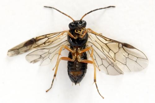 Réf. 320 504 : Platycampus luridiventris