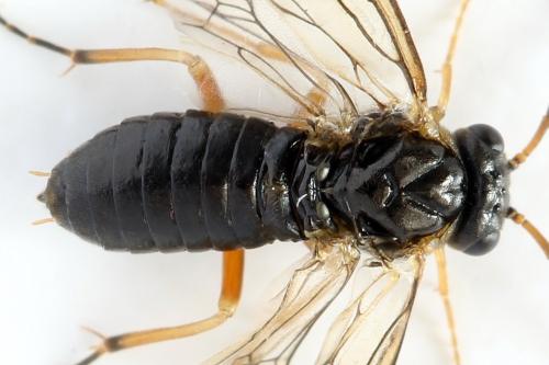 Réf. 320 505 : Platycampus luridiventris