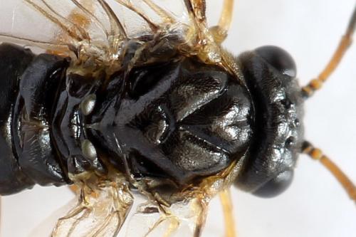 Réf. 320 506 : Platycampus luridiventris