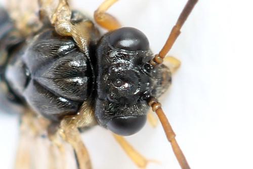 Réf. 320 507 : Platycampus luridiventris