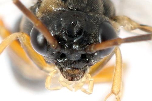 Réf. 320 511 : Platycampus luridiventris