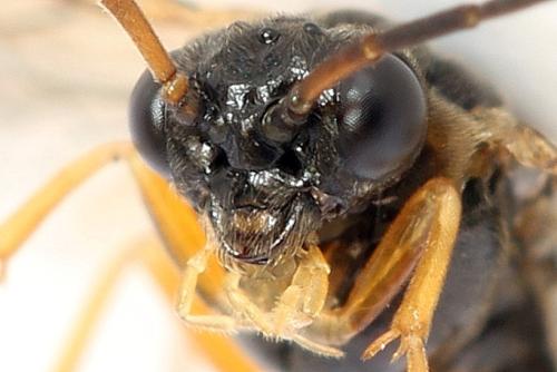 Réf. 320 512 : Platycampus luridiventris