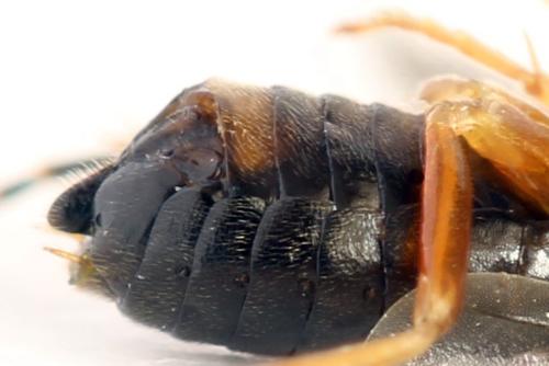 Réf. 320 513 : Platycampus luridiventris