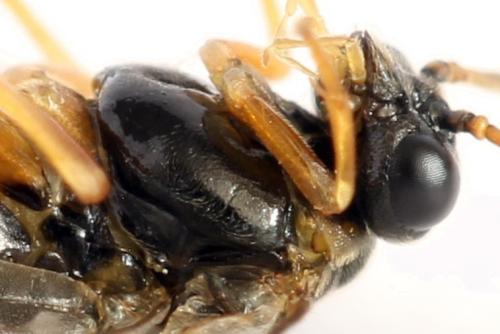 Réf. 320 514 : Platycampus luridiventris