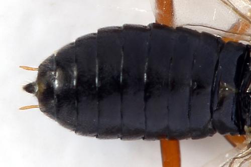 Réf. 320 515 : Platycampus luridiventris