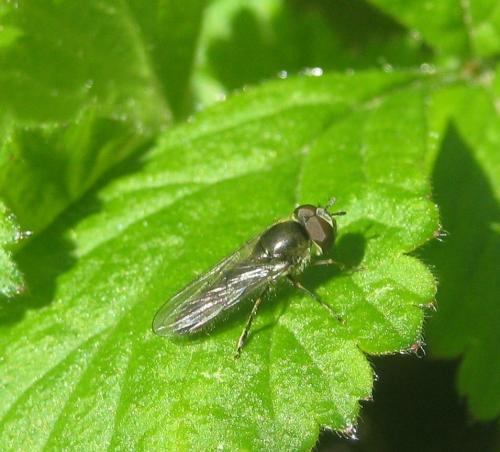 Platycheirus ambiguus