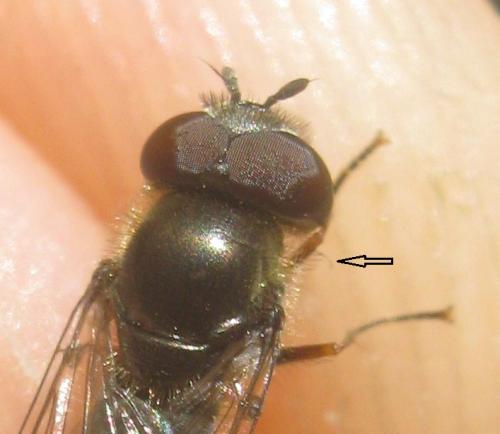 Platycheirus ambiguus