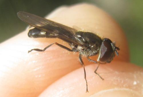 Réf. 320 426 : Platycheirus ambiguus