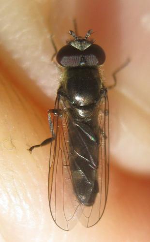 Platycheirus ambiguus