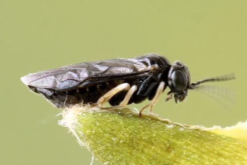 Profenusa pygmaea