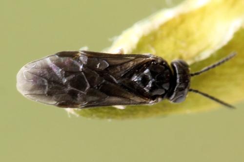 Profenusa pygmaea