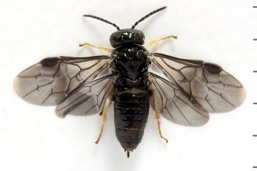 Profenusa pygmaea
