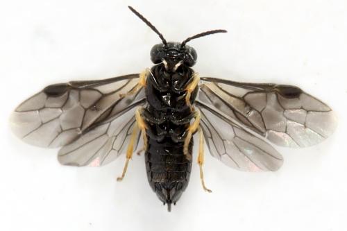 Profenusa pygmaea