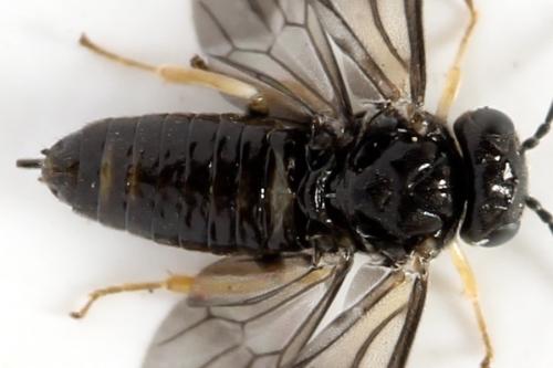 Profenusa pygmaea