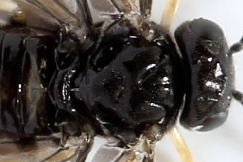 Profenusa pygmaea