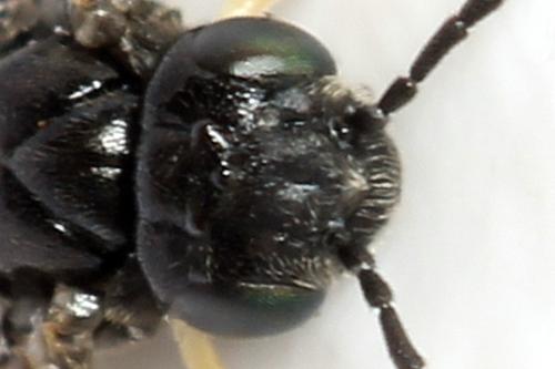 Réf. 320 782 : Profenusa pygmaea