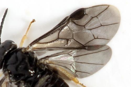 Profenusa pygmaea