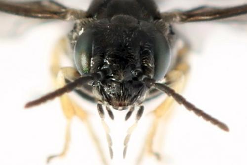 Profenusa pygmaea