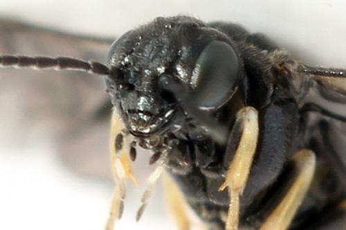 Profenusa pygmaea