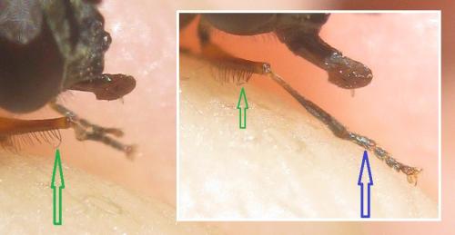 Réf. 320 647 : Platycheirus ambiguus
