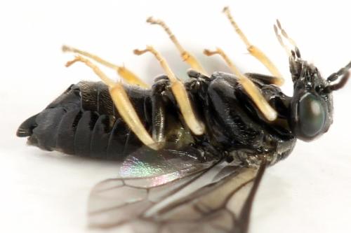 Profenusa pygmaea