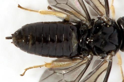 Profenusa pygmaea