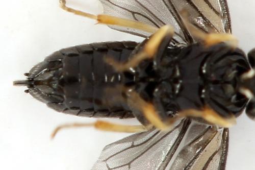 Profenusa pygmaea