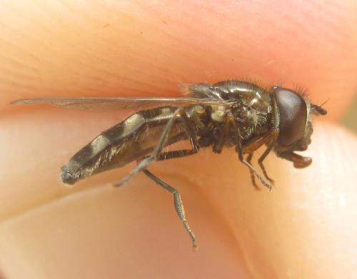 Réf. 320 648 : Platycheirus ambiguus