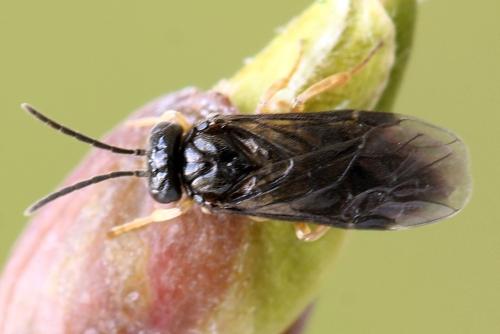 Réf. 320 804 : Metallus pumilus