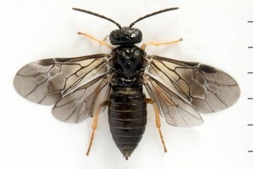 Réf. 320 805 : Metallus pumilus