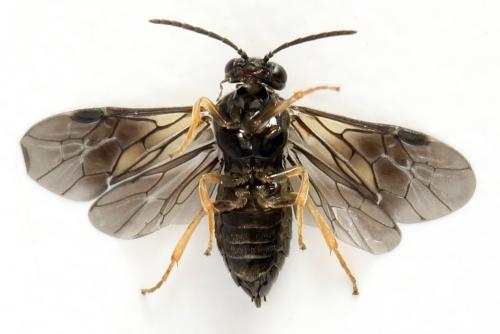 Metallus pumilus