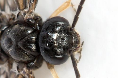 Réf. 320 809 : Metallus pumilus