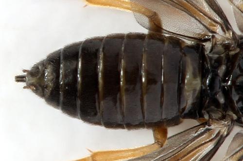 Metallus pumilus