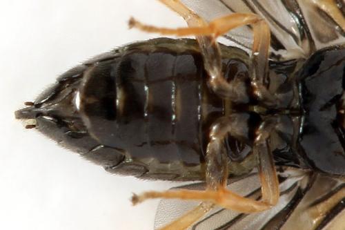 Réf. 320 815 : Metallus pumilus